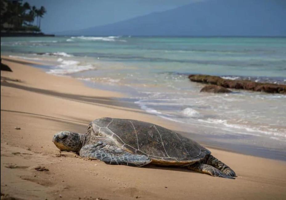 Central Kihei Gem! 3-Min Walk To The Beach & Shops Wailea  Bagian luar foto